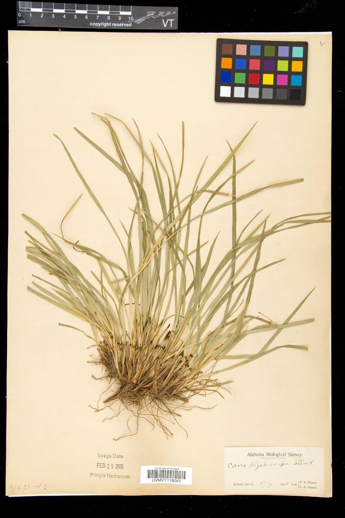 Carex halleriana image