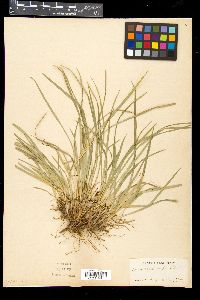 Carex halleriana image