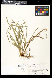 Carex abscondita image