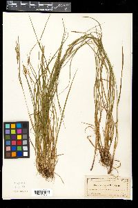 Carex aestivalis image