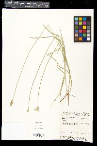 Carex albolutescens image