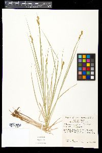 Carex albolutescens image