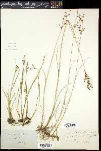 Juncus alpinoarticulatus image