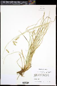 Carex cherokeensis image