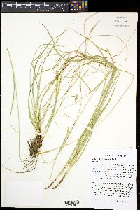 Carex cherokeensis image