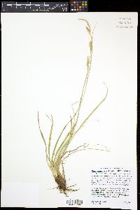 Carex cherokeensis image