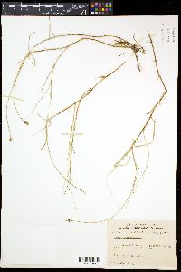 Carex chordorrhiza image