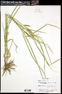 Carex comosa image