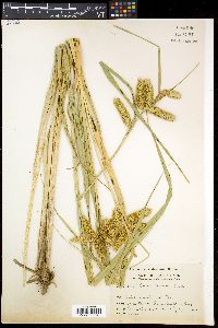 Carex comosa image