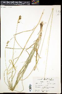 Carex complanata image