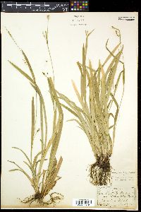 Carex laxiculmis image