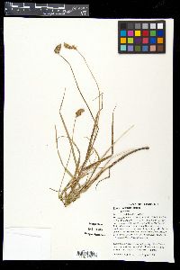 Carex cristatella image