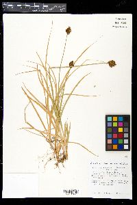 Carex ebenea image