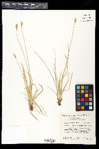 Carex douglasii image