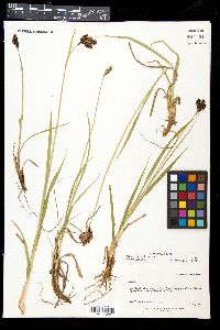 Carex epapillosa image