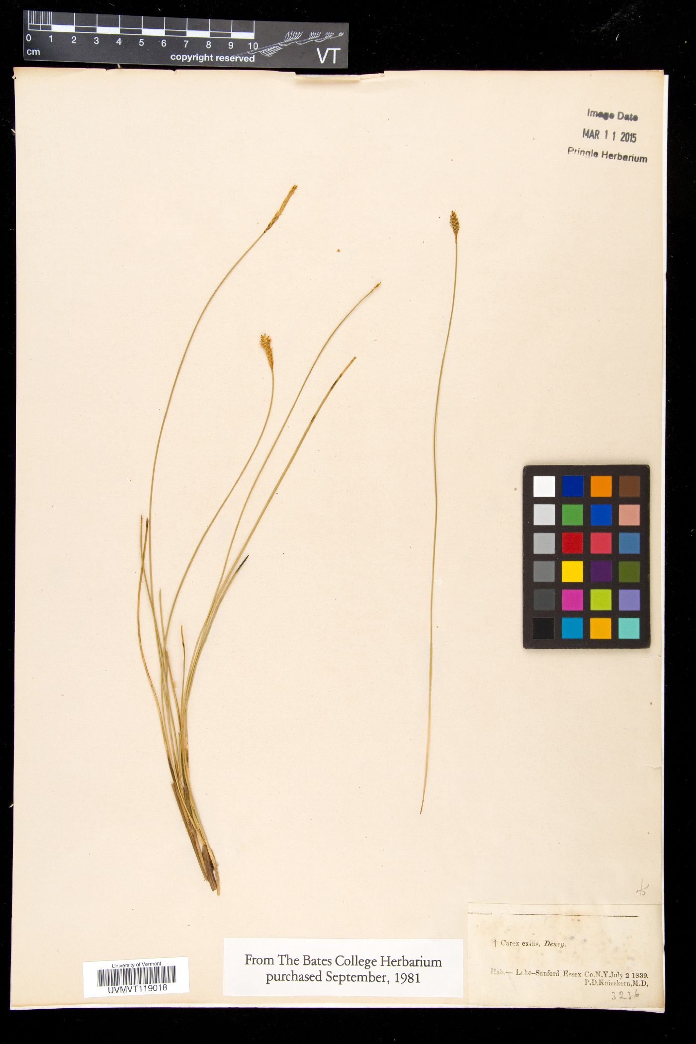 Carex exilis image