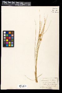 Carex exsiccata image