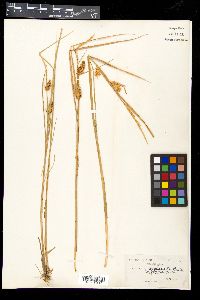 Carex vesicaria image