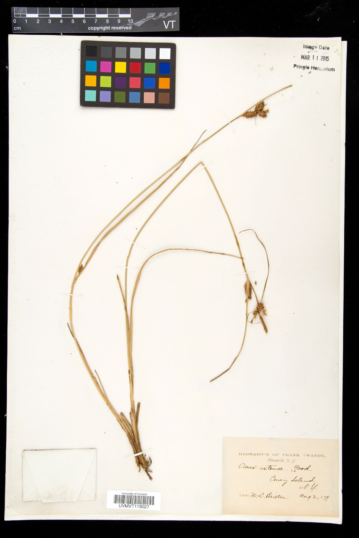 Carex extensa image