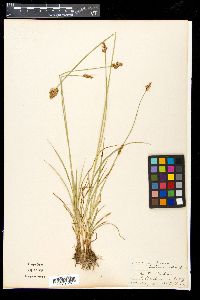 Carex festiva image