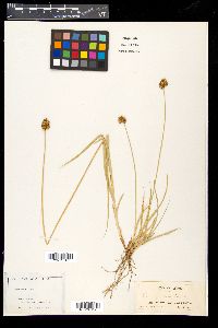 Carex festiva image