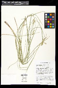 Carex festucacea image