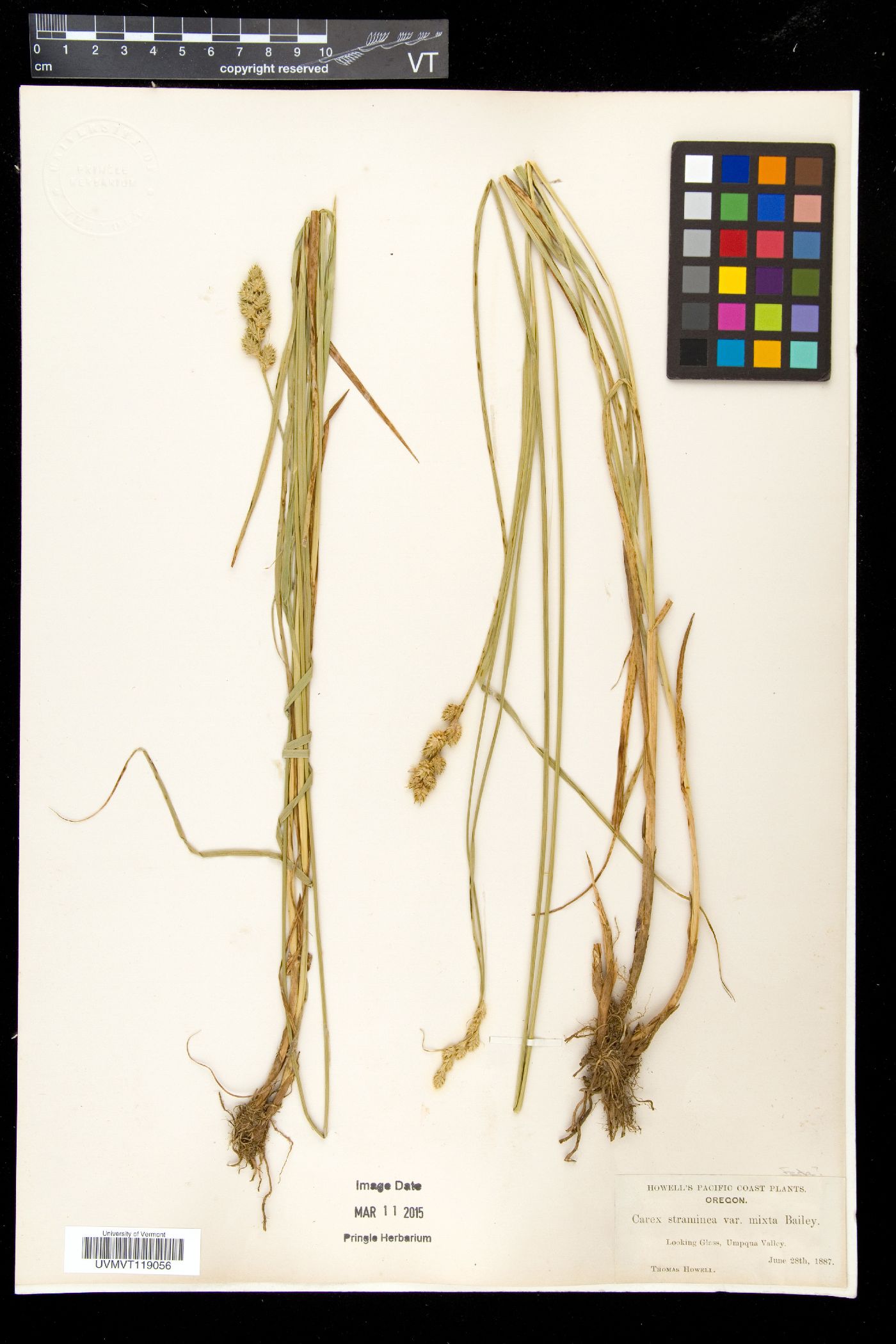 Carex straminea var. mixta image