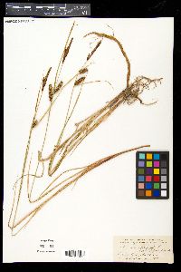 Carex filiformis image