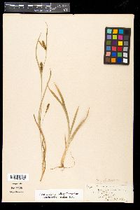 Carex flaccosperma image