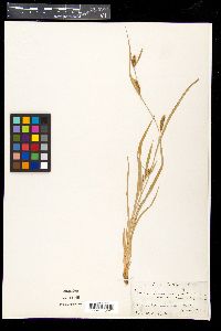 Carex glaucodea image