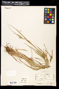 Carex flaccosperma image