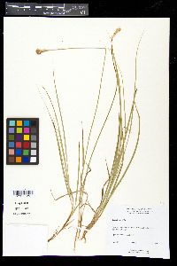 Carex foenea image