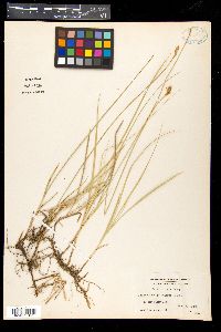 Carex siccata image