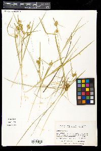 Carex flava image