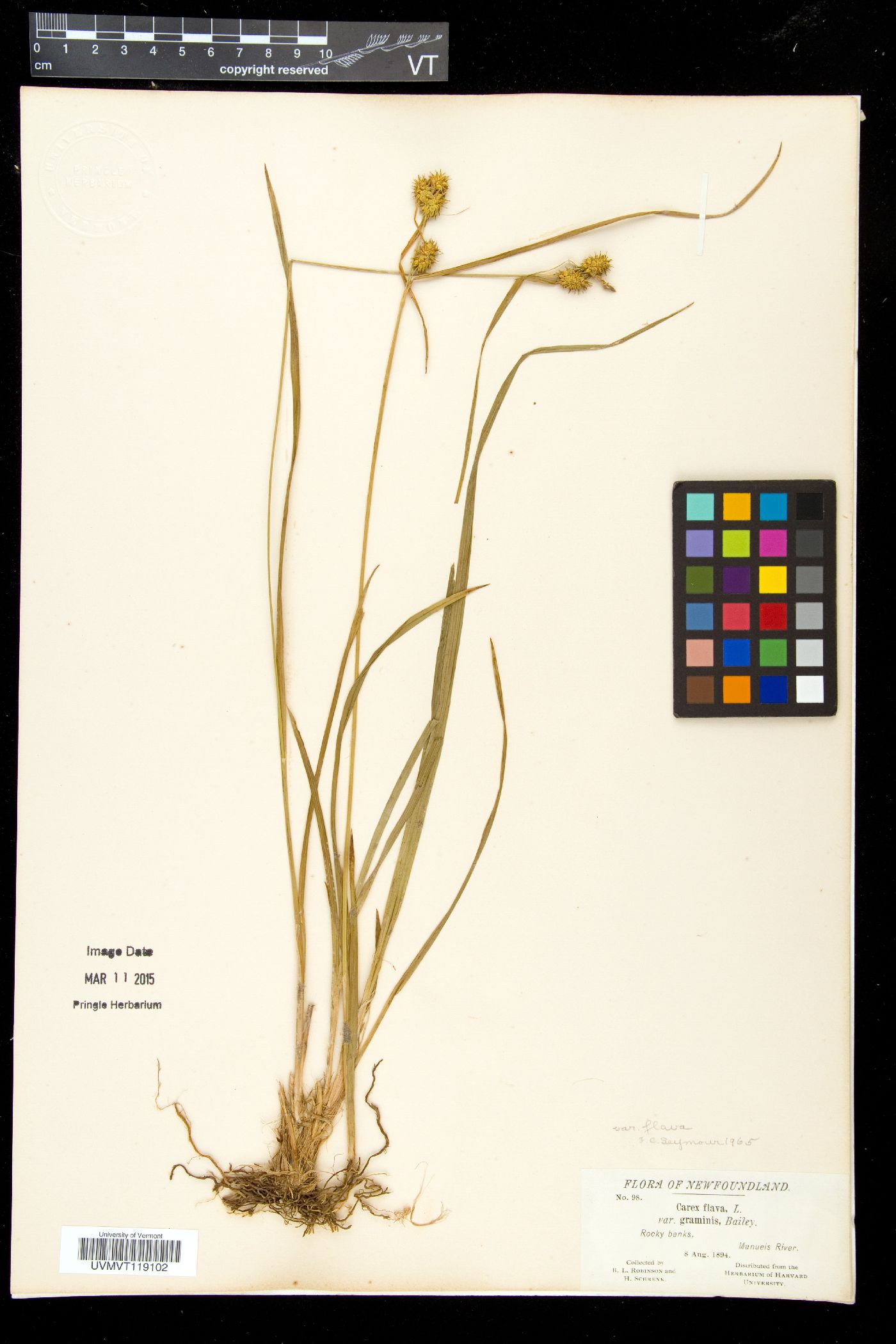 Carex flava var. flava image