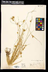 Carex cryptolepis image