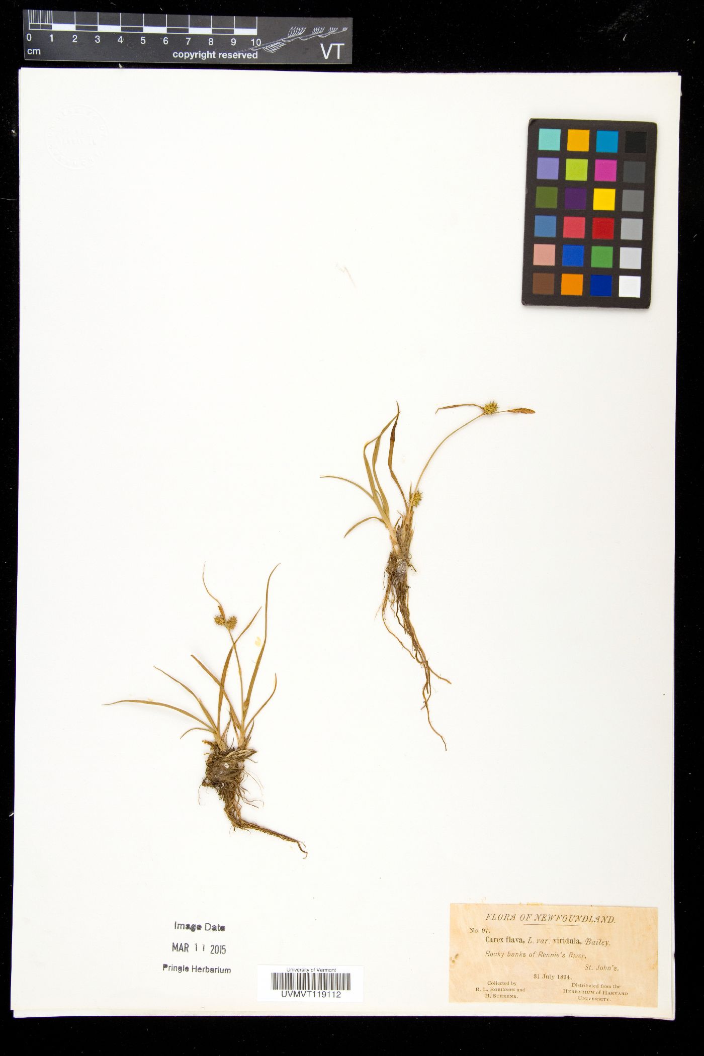 Carex flava var. viridula image