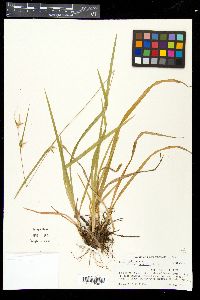 Carex folliculata image