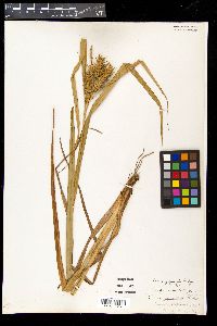 Carex gigantea image