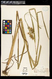 Carex gigantea image