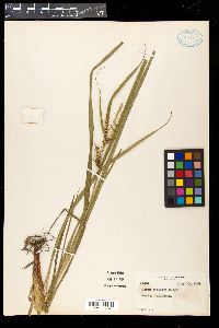 Carex gigantea image