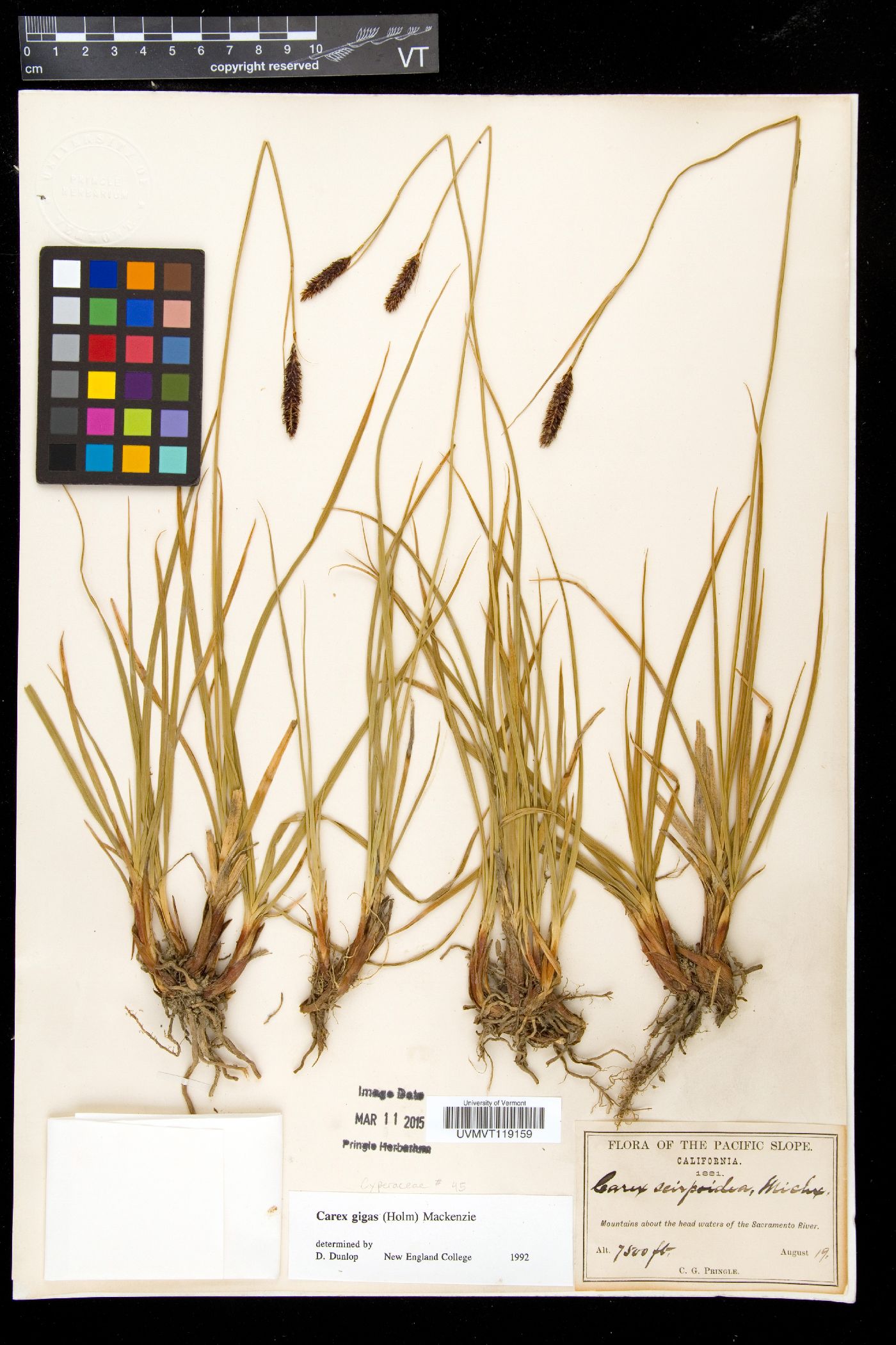 Carex gigas image