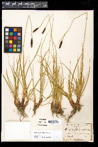 Image of Carex gigas