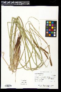 Carex glaucescens image