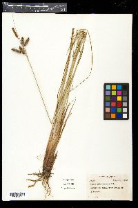 Carex glaucescens image