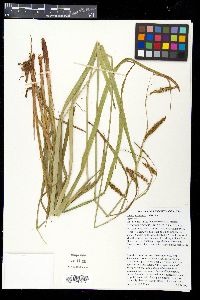 Carex gynandra image