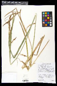 Carex hyalinolepis image