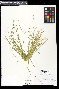 Carex leavenworthii image