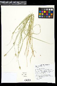 Carex leavenworthii image