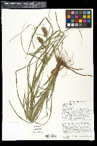 Carex louisianica image